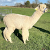 TOFT Nautilus Light Fawn Stud Male standing at TOFT Alpaca Stud